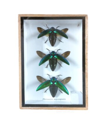 Jewel Beetle or sternocera aequisignata bug box - sleepingtigerimports.com